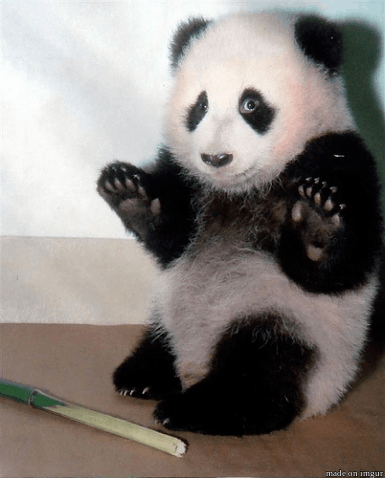 panda