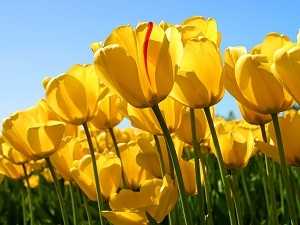 yellow tulips input