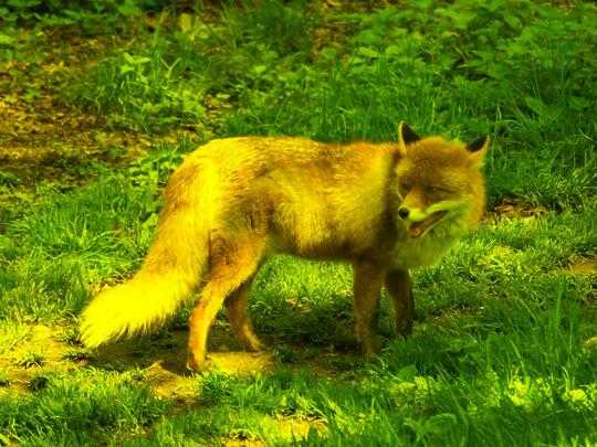 a red fox with no blue