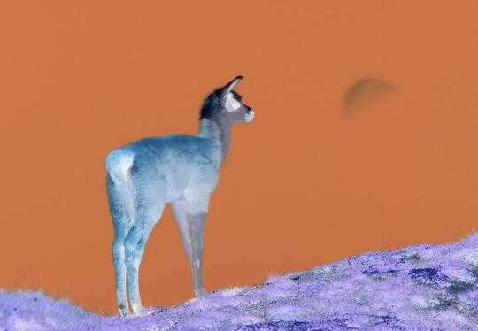 llama out