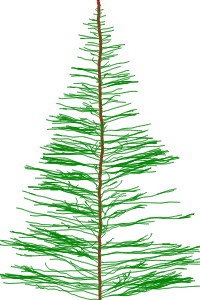 fir tree