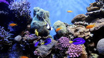 Coral Reef