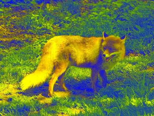 Fox Yellow Blue