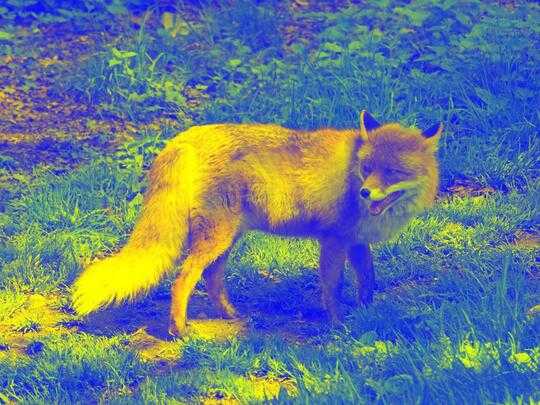 Fox Yellow Blue Boring