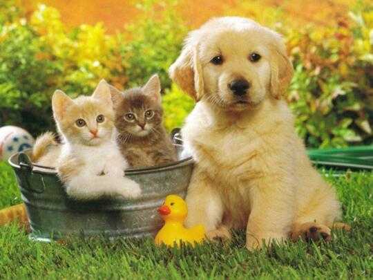 Dogs, cats and ducks lovers should be satisfied !