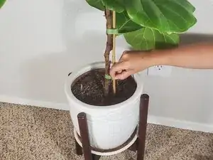 How to Re-stake a House Plant