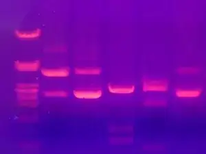 Biotec-Fischer TurboScan