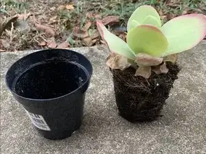 How to Repot a Dying Plant