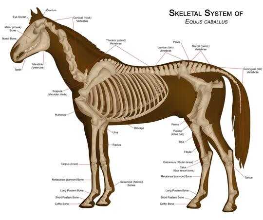 Horse legs - Source: Wikipedia