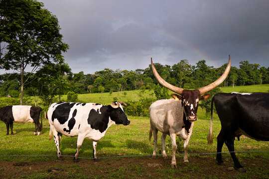 costa rican cattle