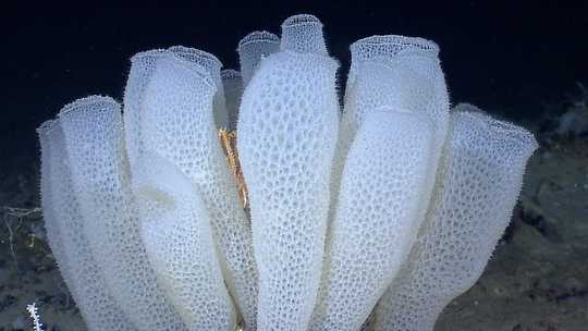 glass sponge