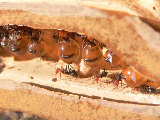 honeypot ants